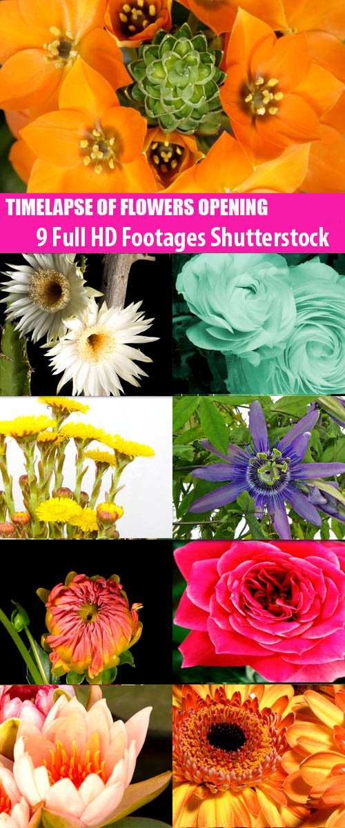 9 Full HD Footages Shutterstock - Timelapse Of Flowers Opening
