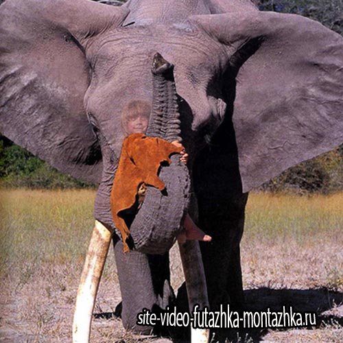 Шаблон для детей - Катание на слоне