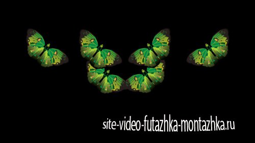 Футаж Анимированные бабочки с алфа каналом