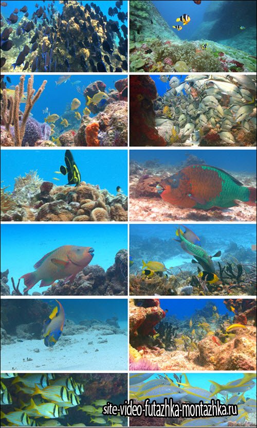 Footage Firm: Colorful Fish Underwater Stock Footage