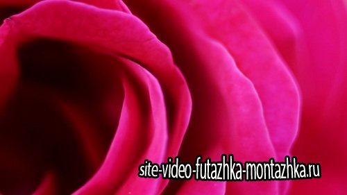 Видео Футаж Красная Роза