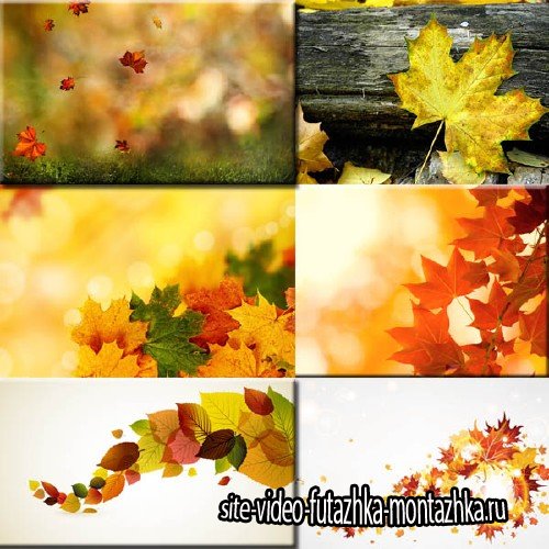 Фоны для фотографий - Листья осени