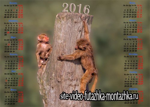 Календарь на 2016 год - Две обезьяны на дереве