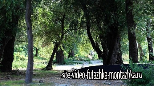 Видео футаж HD - Живая природа (в лесу)
