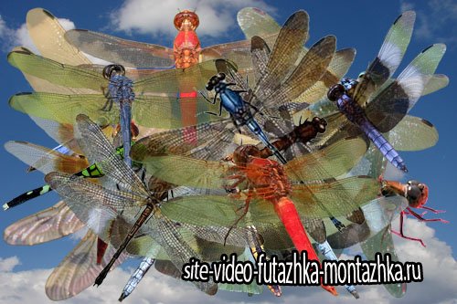 Клипарт Прозрачнокрылые стрекозы лета
