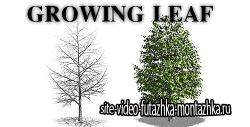 Growing Leaf - Motion Graphic (Videohive)
