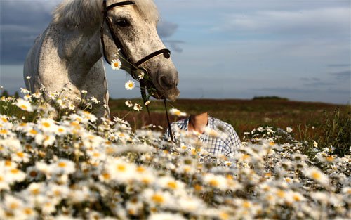 Шаблон женский - С белым конем в ромашковом поле