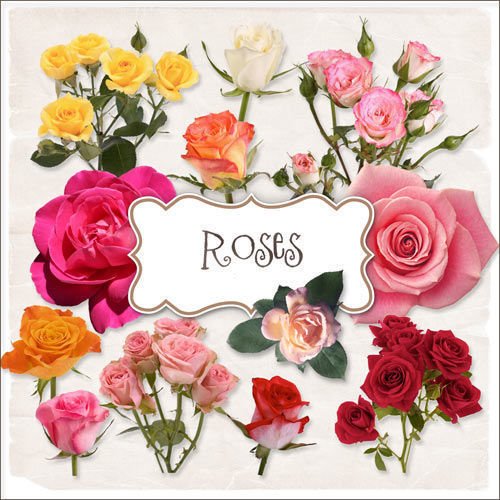 Цветочный скрап-комплект - Розы