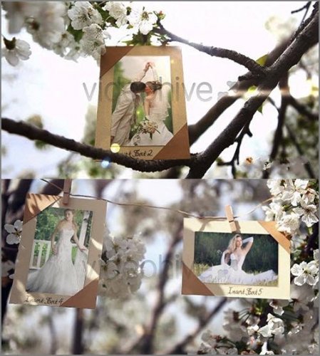 VideoHive Photos Hanging in an Orchard