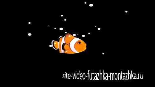 Футаж-Золотая рыбка