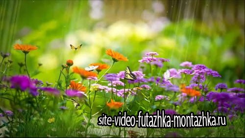 футаж - фоновая видео заставка Бабочки