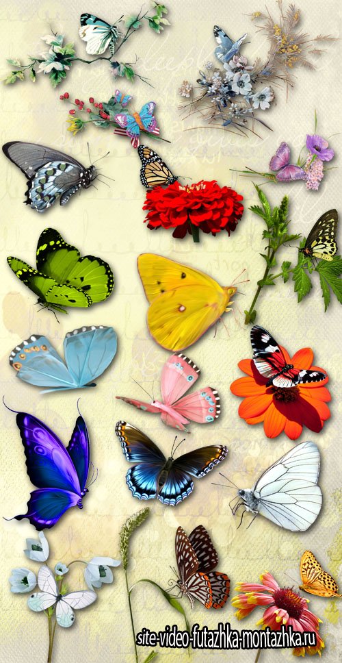 Butterflies and Flowers PNG Files