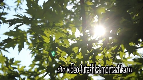 Leaf In The Sun - Stock Footage (Videohive)