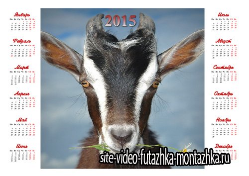 Календарь на 2015 год - Коза с ромашкой