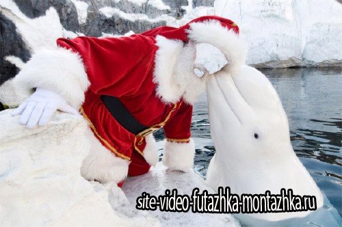 Шаблон для Photoshop - Дед мороз с белым дельфином