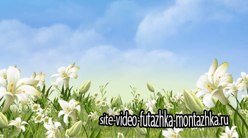футаж - Красивая цветочная видео заставка