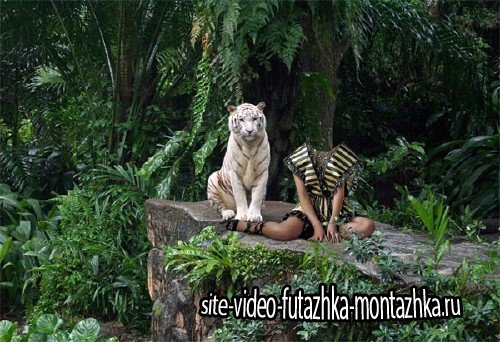 Шаблон psd женский - Фото с большим тигром