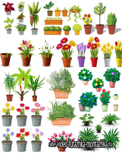Клипарт Коллекция рисованных растений и цветов