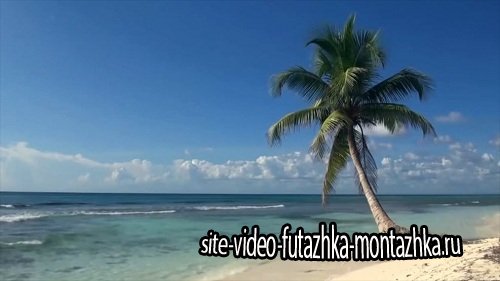 Видео футаж HD - Пальма,море,небо